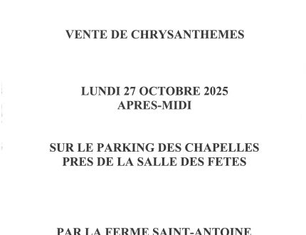 Vente de chrysanthèmes