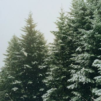 Sapins